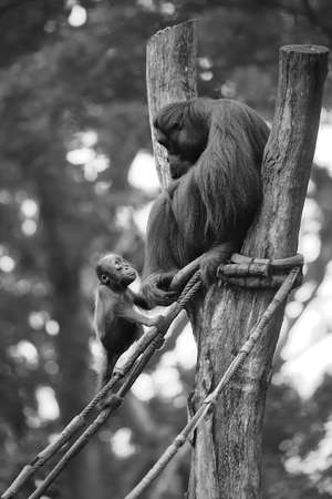 Young orangutan is sleeping on its mother.の写真素材