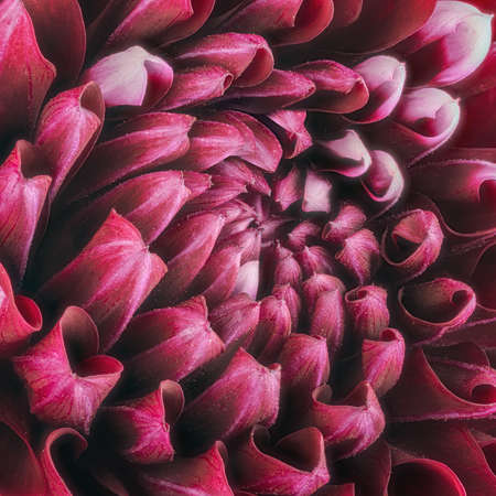 Dark red flower petals, close up and macro of chrysanthemum, beautiful abstract background.の写真素材