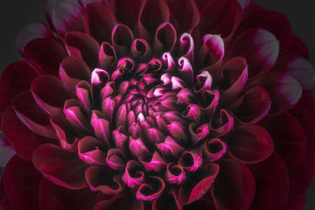 Dark red flower petals, close up and macro of chrysanthemum, beautiful abstract background.の写真素材