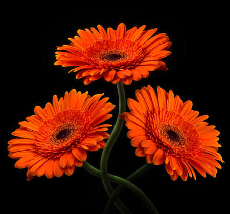 Orange gerbera with stem isolated on black background.の写真素材