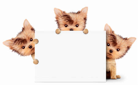 Funny dog holding empty banner, isolated on whiteの写真素材