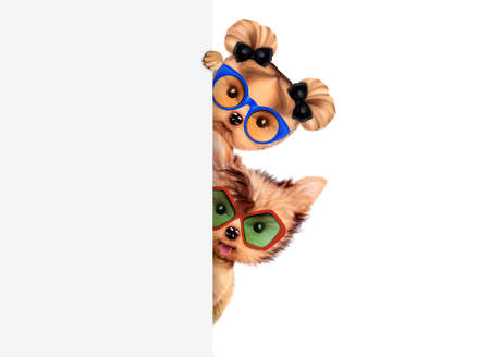 Funny couple of puppies with sunglasses holding empty banner, isolated on white. Community and...