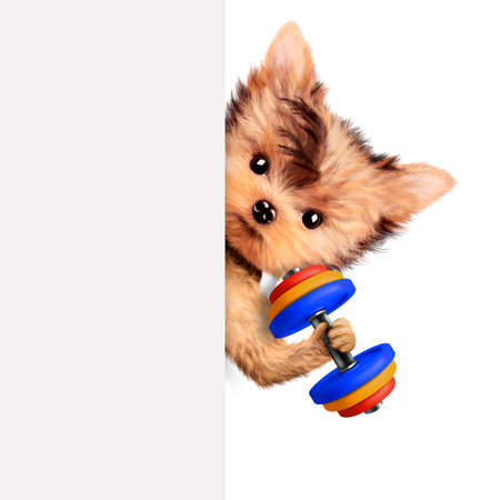 Funny dog training with dumbbell behind bannerの写真素材