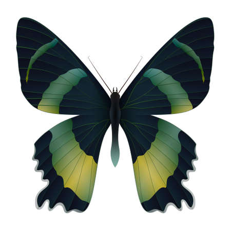 Beautiful butterfly isolated on a white backgroundのイラスト素材