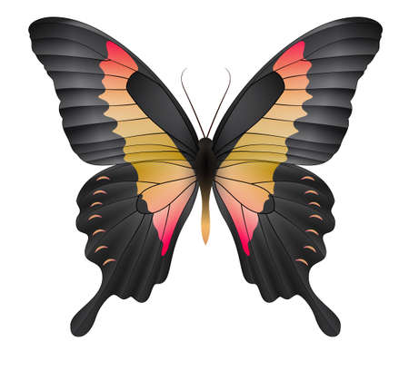 Beautiful butterfly isolated on a white backgroundのイラスト素材