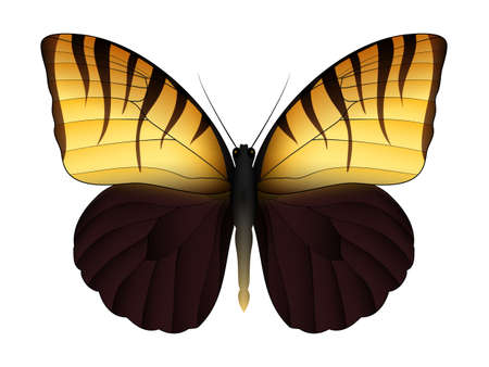 Beautiful flying insect illustration.のイラスト素材