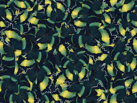 Seamless pattern with lot of different butterflysの写真素材