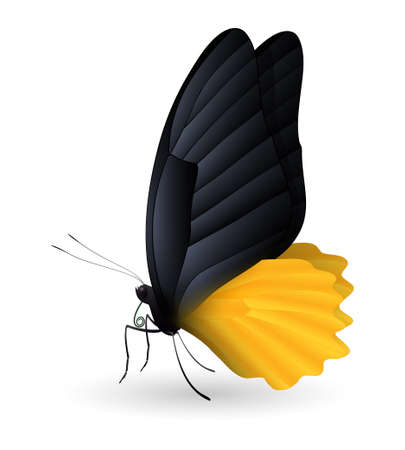 Beautiful flying insect.のイラスト素材