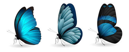 Set of colorful realistic butterfliesのイラスト素材