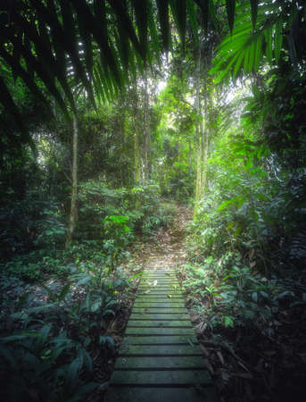 Tropical jungles with pathway in Borneo, Southeast Asiaの写真素材