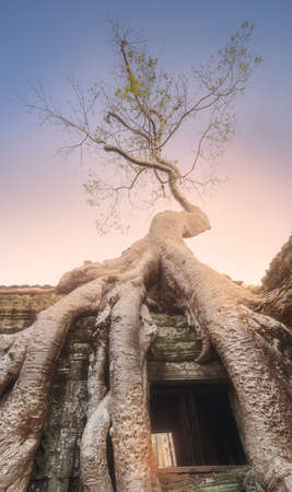 Giant tree of Ta Prohm temple in Angkor Cambodiaの写真素材