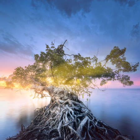 Tree over the water and coast of Borneo beachの写真素材