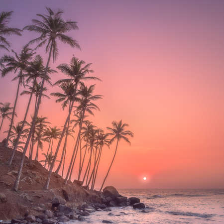 Silhouette of palm trees and shore during sunsetの写真素材