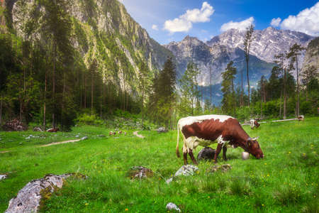 Meadow with cows in Berchtesgaden National Parkの写真素材