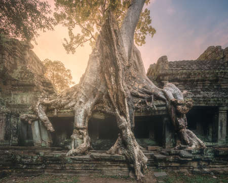 Giant tree of Ta Prohm temple in Angkor Cambodiaの写真素材