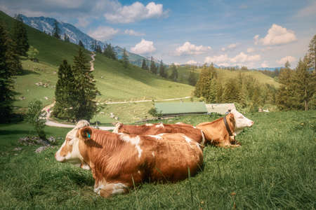 Meadow with cows in Berchtesgaden National Parkの写真素材