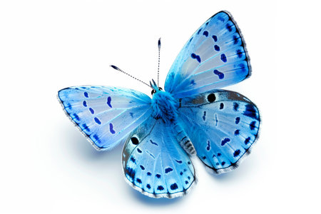 Beautiful Holly Blue butterfly isolated on a white background with clipping path.の素材