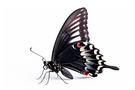 Beautiful Common Mormon butterfly isolated on a white background. Side view.の素材