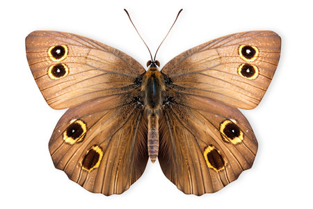 Beautiful Ringlet butterfly isolated on a white background with clipping path.の素材