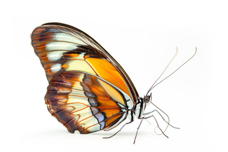Beautiful Glory of Bhutan or Goliath butterfly isolated on a white background.の素材