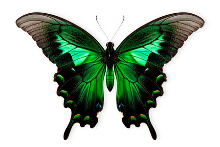 Beautiful Emerald Swallowtail butterfly isolated on a white background with clipping path.の素材