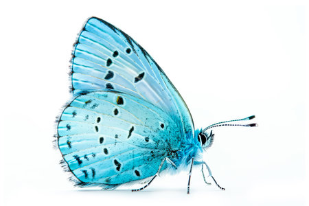Beautiful Holly Blue butterfly isolated on a white background. Side view.の素材
