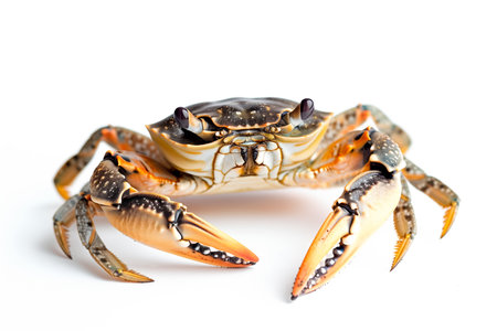 Fiddler Crab isolated on white background.の素材