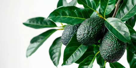 Close-up of ripe Avocados on a tree branch. The vibrant fruits and green leaves convey freshness and healthy living.の素材