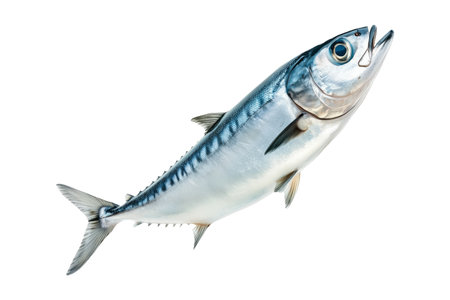 Fresh mackerel fish with detailed scales and fins isolated on white transparent background. Concept of seafood and marine lifeの素材