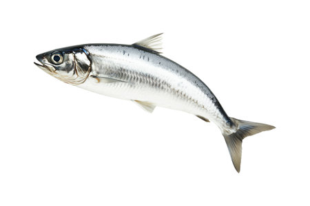 Fresh sardine fish with detailed scales and fins isolated on white transparent background, symbolizing seafoodの素材