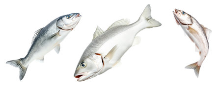 Set of Haddock fish isolated on white transparent background, concept of marine life.の素材