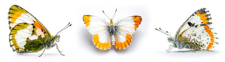 Closeup of orange tip butterflies shown in side and top views, isolated on white background, concept of nature.の写真素材