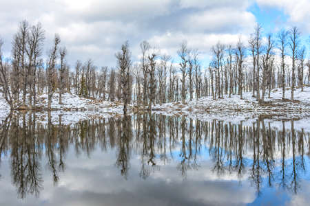 forest with heavy snow reflection on Lakeの写真素材