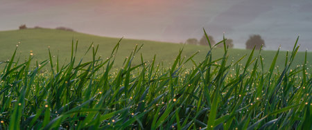Fresh green grass with dew drops closeup. Nature Background. Background of dew drops on bright green...