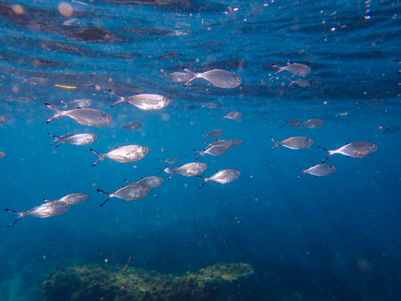 Underwater fish group shine in the sunshine , under water , sea ecosystem, large school of fish on a...
