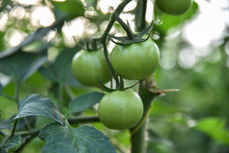 green tomatoes on the bush in jijel province, Algeria, Unripe green tomatoes growing on the garden bed. Tomatoes in the greenhouse. The green tomatoes on a branch.の写真素材