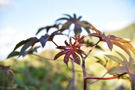 Castor, Castor Bean, Castor oil plant, Ricinus communis, commonly known as castor oil plant. Medical seeds. Green plant, Green and prickly fruits of a Castor oil plant (Ricinus communis) in the midstの写真素材