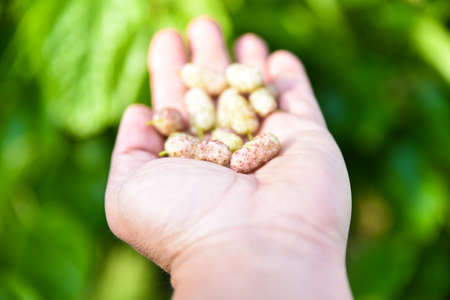 White mulberry in the palm of a manâs hand and a green background with white mulberry tree paper, Fresh white berries, The palm of a hand holds the fruit of the wild tree berries, Cranberryの写真素材