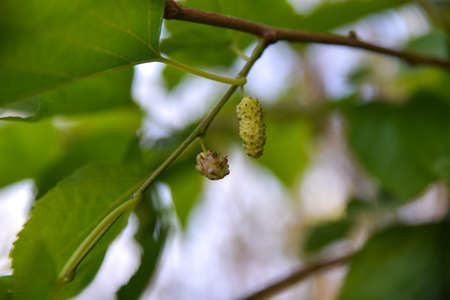 White mulberry in the branch of the tree between the leaves of the white mulberry tree, a wild fruit of our spring seasonの写真素材