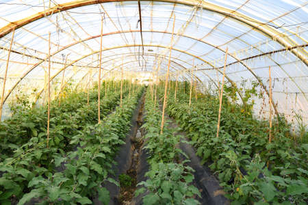 Rows of ripe eggplants on the branches in greenhouse, Purple eggplant fruits ripening on bushes in large commercial greenhouse. Industrial vegetables cultivationの写真素材