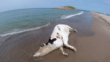 Wild animals drowned in the sea, a dead cow on the sandy beach, a cow killed on the Mediterranean coast, Jijel, Algeria, North Africaの写真素材