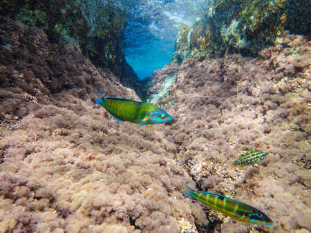 Beautiful fish underwater in the Mediterranean Sea, beautiful green and blue fish among the rocks under the Mediterranean Sea, fish ornate wrasse (Thalassoma pavo).の写真素材