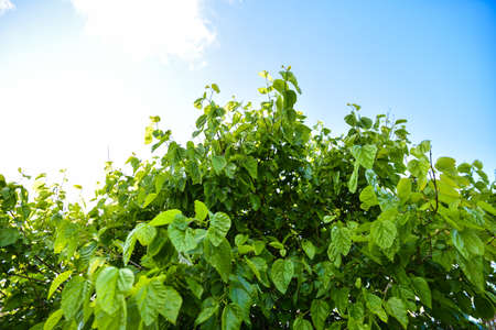 White Mulberry Tree With Blue Sky Background, White Mulberry Fruit Tree, Wild White Mulberry Tree Leaves And Branchesの写真素材