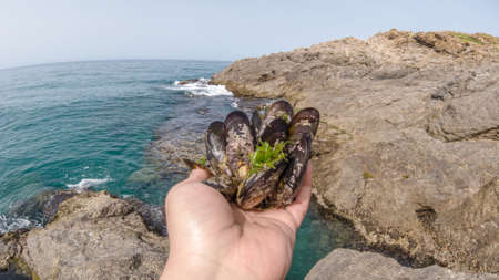 man holding natural mussels from underwater rocks in the background sea and sky group of mussels in his marine environment sea fruit healthy and fresh food,mussel hand.の写真素材