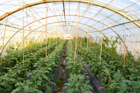 Cultivation of eggplant inside greenhouses in the state of Jijel, Algeria, North Africa, cultivation of vegetables in greenhouses, eggplant in glasshousesの写真素材