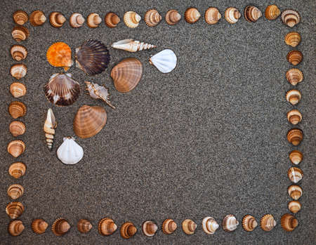 Sea shells on sand, Summer beach background,Seashells on a summer beach and sand as background, Sea shells, Travel, vacation concept. Sea shells on sand and sandy background, Copy and write spaceの写真素材