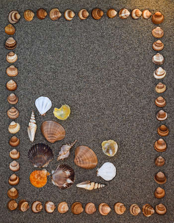 Sea shells on sand, Summer beach background,Seashells on a summer beach and sand as background, Sea shells, Travel, vacation concept. Sea shells on sand and sandy background, Copy and write spaceの写真素材