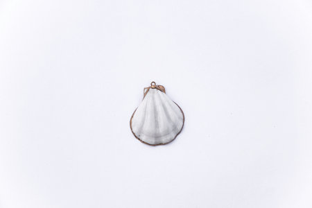 Composition of exotic sea shells and on a white background, top view. sea shells isolated on a white background. Flat lay, Seashells on a white background, A place for copying and writing.の写真素材