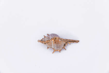 Composition of exotic sea shells and on a white background, top view. sea shells isolated on a white background. Flat lay, Seashells on a white background, A place for copying and writing.の写真素材