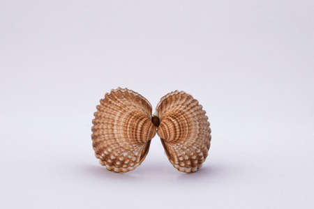 Composition of exotic sea shells and on a white background, top view. sea shells isolated on a white...